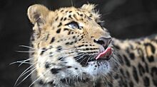 В Приморье вновь принесла потомство леопард-"крестница" Стивена Сигала