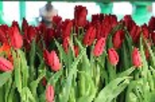 Осужденные колонии-поселения №6 УФСИН России по Республике Башкортостан вырастили тюльпаны к Международному женскому дню