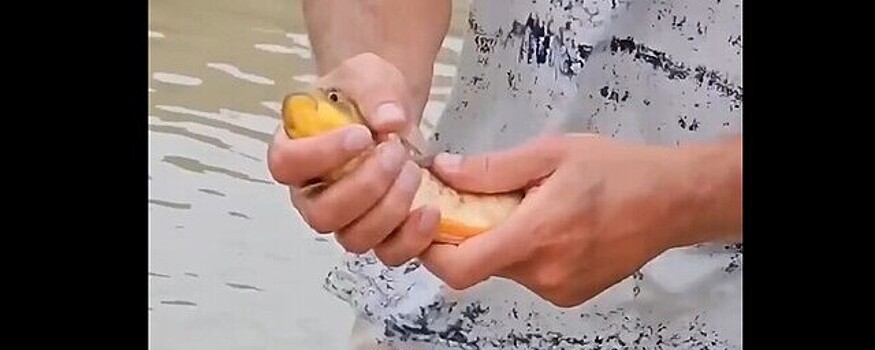 Жители и туристы Сочи ловят рыбу руками после потопа на улицах