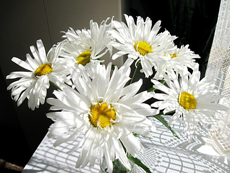 Махровые ромашки: как вырастить эту красоту из семян