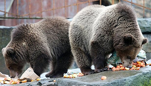 В ГП рассказали о сокращении численности бурых медведей