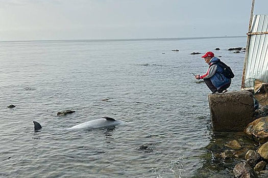 У берегов Анапы зафиксирован массовый выброс дельфинов из моря