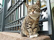 Эрмитажный кот станет оракулом Кубка конфедераций
