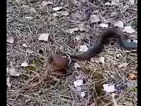 Очевидцы сняли, как змея пытается съесть похожую на шар лягушку