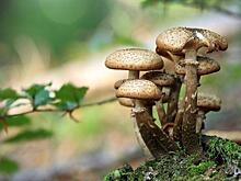 Эксперты рассказали жителям Подмосковья, как правильно собирать грибы