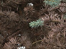 Ели заболели: в Калининграде хвойные деревья оказались поражены грибком