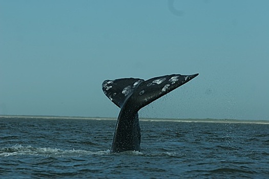 Ученые объяснили запах «вонючих» китов на Чукотке