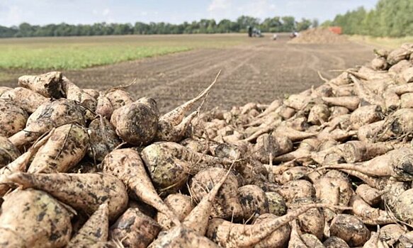 Сахарная свекла мотивирует башкирских аграриев на высокую культуру земледелия