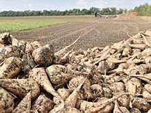 Сахарная свекла мотивирует башкирских аграриев на высокую культуру земледелия