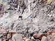 Гид спас российских туристов от медведя с помощью камней и ведра и попал на видео