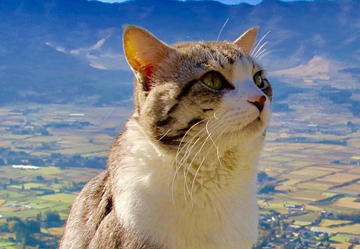 Звезда Instagram: "самый фотогеничный" кот