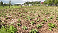 Аграрии Ямала намерены собрать более 400 тонн картофеля. ВИДЕО