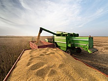 Экспортные цены на пшеницу упали до минимальных разумных &ndash; Зернин