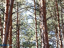 В Пензе молодая пара пошла на преступление из-за долгов