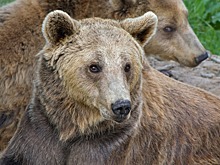 По Колосовскому району бродит медведь, убивающий скот