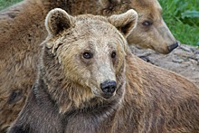 По Колосовскому району бродит медведь, убивающий скот
