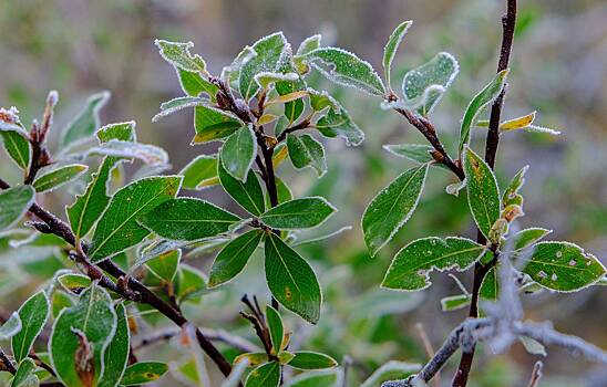 Первые заморозки пришли в Россию