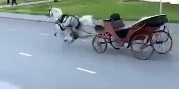 Сбежавшая лошадь протаранила автомобиль в Казани