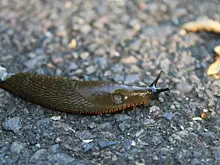 Сотрудник экзотариума Алексей Евсюнин рассказал об опасности крупных слизней