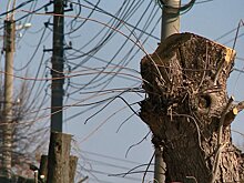 Пензенцев пугают опиленные деревья вдоль дорог
