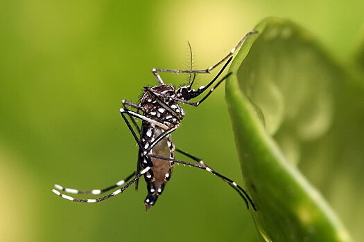 Учёные выпустили на природу первых генетически модифицированных комаров