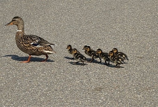 В Самаре на Московском шоссе водители спасли утку с 9 утятами