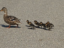 В Самаре на Московском шоссе водители спасли утку с 9 утятами