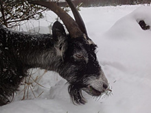 Никогда не сдавайся, или Как коза Дурында волка победила