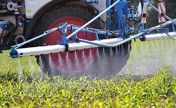 Украина скрывает, что торгует запрещенным ГМО-зерном