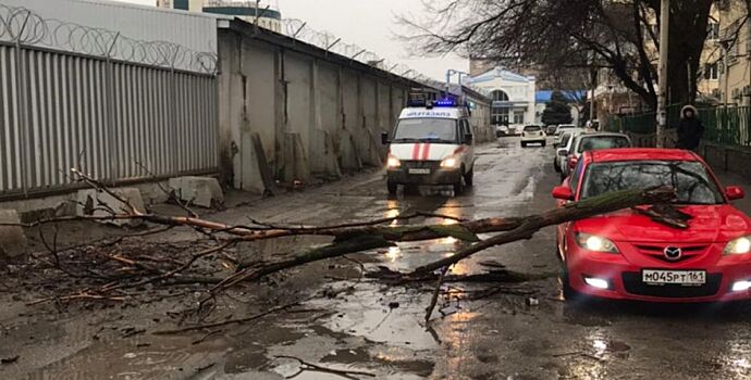 В Ростове аварийные деревья повредили машины