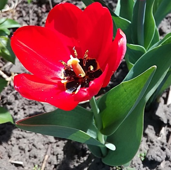 Есть на что полюбоваться: самые красивые сорта тюльпанов в моем саду