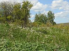 В Курской области урочище Осиновый лог стало памятником природы