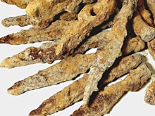 "Варварское" оружие обнаружено в польском лесу