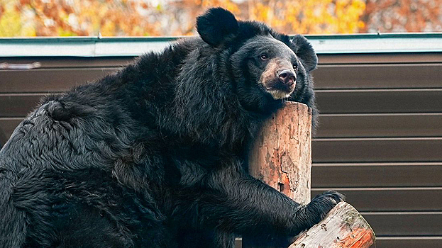 Гималайский медведь Вася впервые ушел в спячку в Московском зоопарке