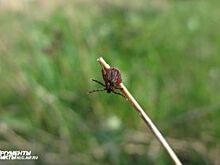 В Калининградской области не хватает вакцины от клещевого энцефалита