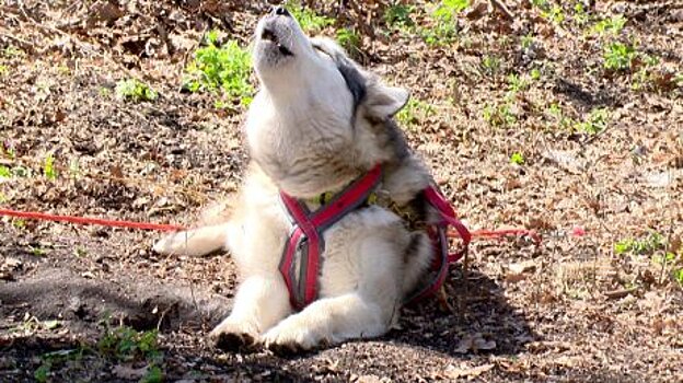 В лесном массиве села Богословки организовали гонки с собаками