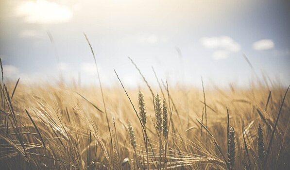 Узбекистан захотел выращивать пшеницу в России