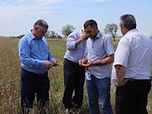 «Выросла солома». Засуха, град и вредители подпортили урожай в СКФО