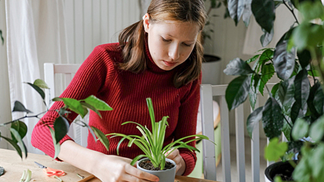 Точный лунный календарь для комнатных растений на сентябрь