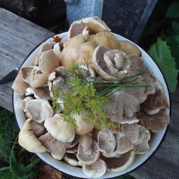 Чем квашение отличается от соления и мочения, или Супер-способ заготовки грибов