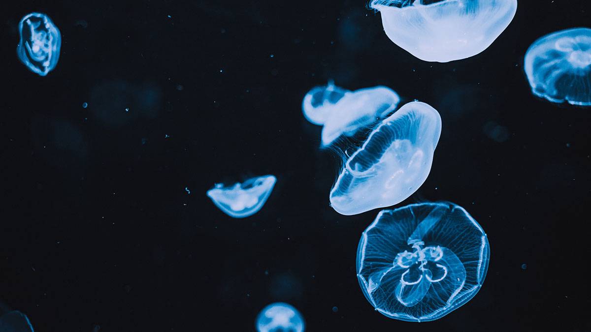 Shot: Россиянка чуть не погибла после укуса медузы в Дубае