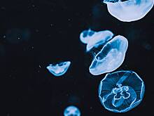 Россиянка чуть не погибла после укуса медузы в Дубае