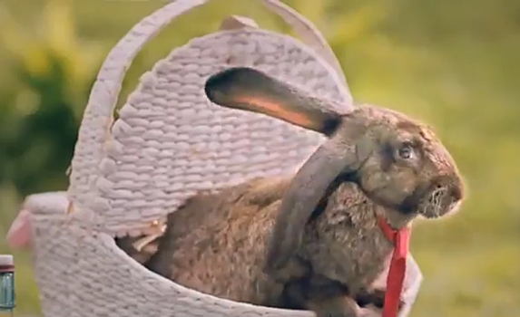 Размножаться как кролики. Минздрав Польши запустил рекламу по повышению рождаемости и разозлил соцсети