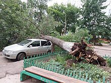 Под Саратовом на автомобиль упало вырванное с корнями дерево и перегородило дорогу