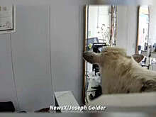 UPI: в Китае зашедшая в парикмахерскую корова распугала посетителей