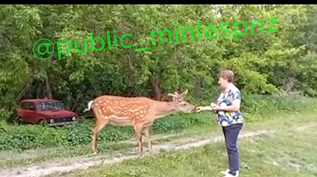 В Сурске пятнистый олень вновь пришел к людям за угощением