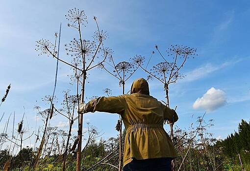 Эксперт назвал лучшие методы борьбы с борщевиком
