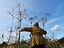 Эксперт назвал лучшие методы борьбы с борщевиком