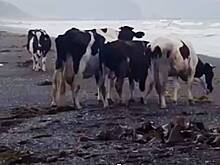 Поедающих водоросли коров заметили в России