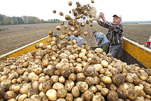 Фермеры предложили пустить в продажу клубни картофеля меньшего калибра